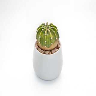 Cactus Echinopsis Subdenudata