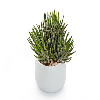 Succulent Haworthia Fasciata