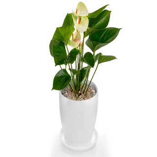 Anthurium