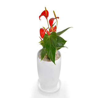 Anthurium