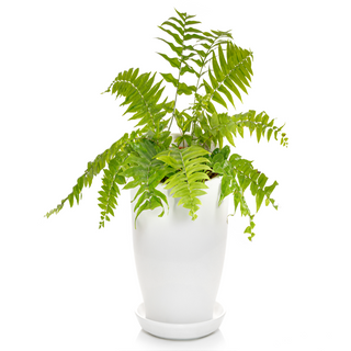 Macho fern