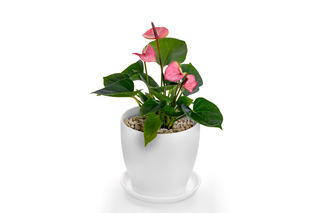Anthurium