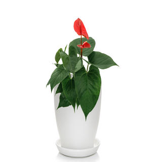 Anthurium