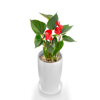 Anthurium