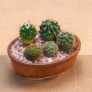 Cactus Mix Variety In Bonsai Pot Gift