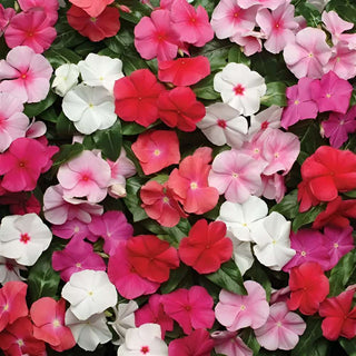 Vinca Pacifica XP Mix