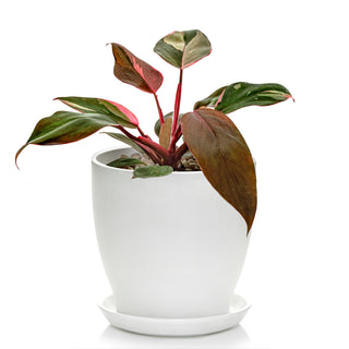 Philodendron Pink Princess