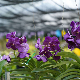 Orchid Vanda