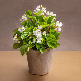 Begonia Semperflorens With Jute Gift Wrap