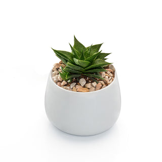 Succulent Haworthia Limifolia