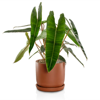 Philodendron Billietiae