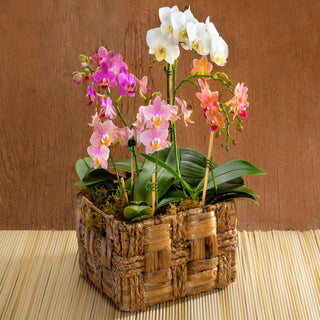 Phalaenopsis Mix Colours In Cane Basket Gift