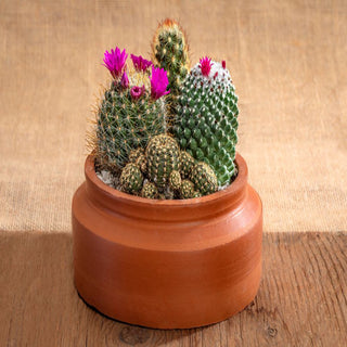Cactus Mammillaria Mix Variety In Terracotta Pot Gift