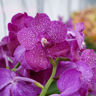 Orchid Vanda