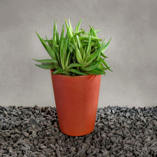 Succulent Haworthia Limifolia In Terracotta Pot Gift