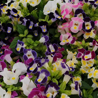 Torenia Kauai Mix