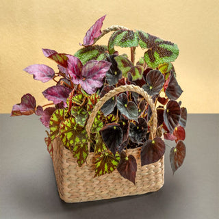 Rex Begonia in Cane Basket Gift