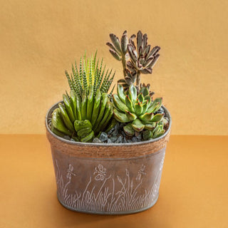 Succulent Mix Variety In Metal Planter Gift