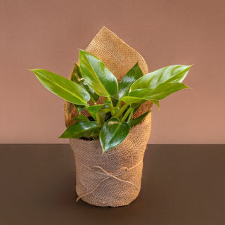 Philodendron Mix Variety With Gift Wrap