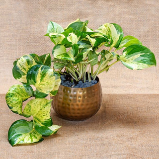 Epipremnum Money Plant In Metal Planter Gift