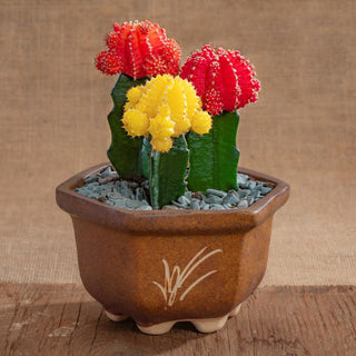 Moon Cactus In Bonsai Pot Gift