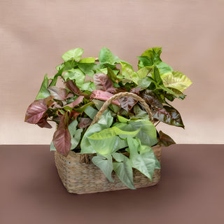 Syngonium Mix Variety In Cane Basket Gift