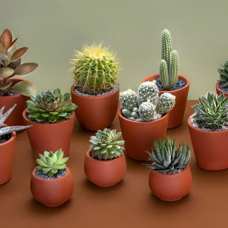 Cactus Mix Variety In Terracotta Pot Gift