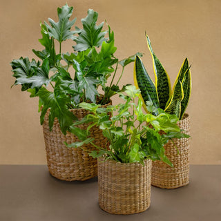 Philodendron Selloum In Cane Basket Gift