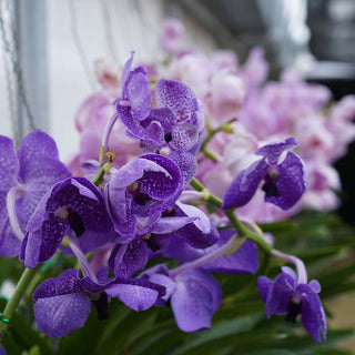 Orchid Vanda