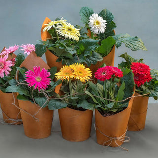 Gerbera In Gift wrap