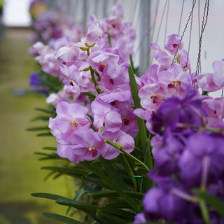Orchid Vanda