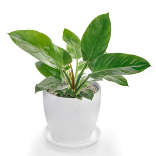 Philodendron Moonshine