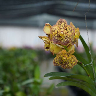 Orchid Vanda