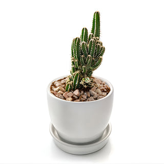 Cactus Acanthocereus tetragonus