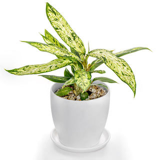 Dieffenbachia