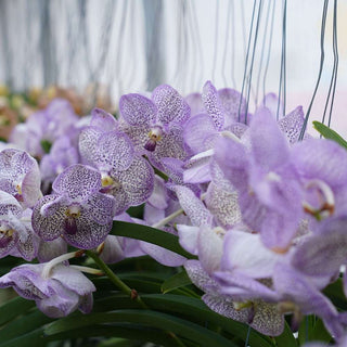 Orchid Vanda