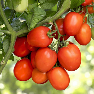 Tomato Indam 8202