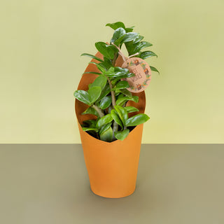 Zamia Green With Gift Wrap