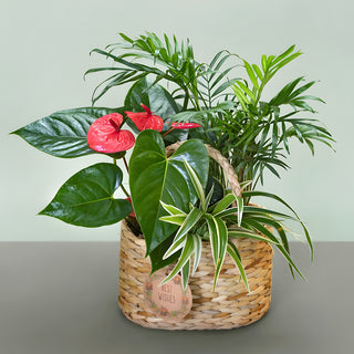 Tropical Foliage Plant In Cane Basket Gift