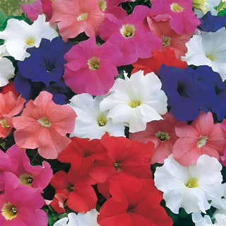 Petunia Dreams Mix