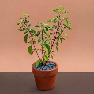 Holy Basil - Tulsi In Terracotta Pot Gift