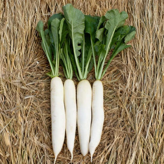 Radish Indam Palak Patta