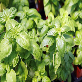 Basil Italiano Classico