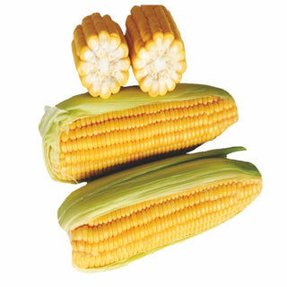 Sweetcorn Indam 003