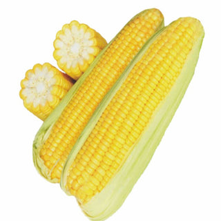 Sweetcorn Indam 19