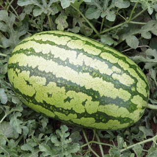 Watermelon Indam Arati