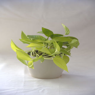 Epipremnum (Money Plant)
