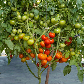 Tomato Indam Rakshita