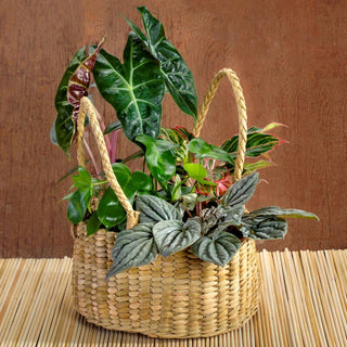 Mixed Plants - Alocasia, Philodendron, Aglaonema, Peperomia In Cane Basket Gift