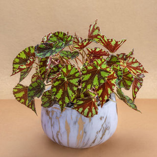 Begonia Rex In Ceramic Pot Gift